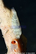 Gelastocaris paronae Crevette cryptique des eponges-Lembeh Aer bajo 1-14m-2024107-da-DSC_3326_tn